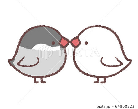 ブンチョウカップル 64800523