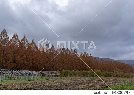 メタセコイア並木 64800798