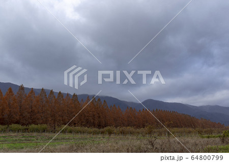 メタセコイア並木 64800799