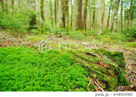 苔の森 苔の森 64800980