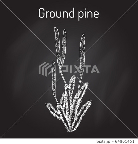 Ground pine Lycopodium clavatum , or common club moss, medicinal plant 64801451