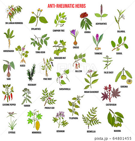 Best anti-rheumatic herbs, natural botanical set 64801455