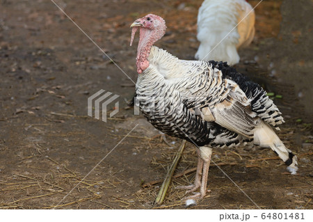 The big Turkey cock is beautiful in farm garden The big Turkey cock is beautiful in farm garden 64801481