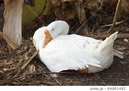 The white goose is sleep and rest in summer at 64801482