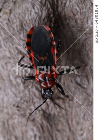 アカシマサシガメ 64801954