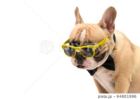 Cute  brown french bulldog wear sunglasses and 64801996