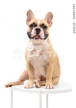 Cute brown french bulldog sitting and   wear white 64801997