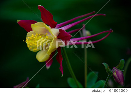 流星のごとく 64802009