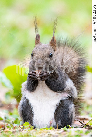 もぐもぐエゾリス 64802308