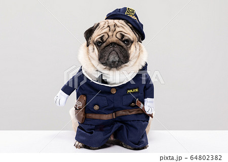 Cute Police dog,Happy Dog pug breed wering police uniform Cute Police dog,Happy Dog pug breed wering police uniform 64802382
