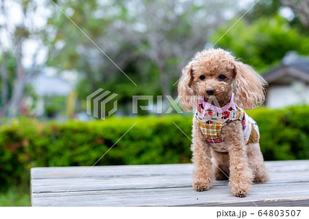 トイプードル レッド 愛犬の写真素材