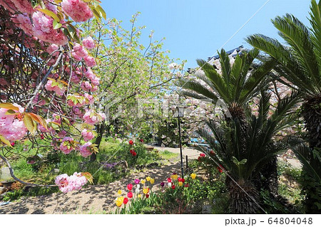 奈良 新家長福寺の八重桜 奈良 新家長福寺の八重桜 64804048