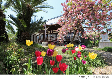 奈良　新家長福寺の八重桜 64804050