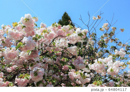 奈良　新家長福寺の八重桜 64804117
