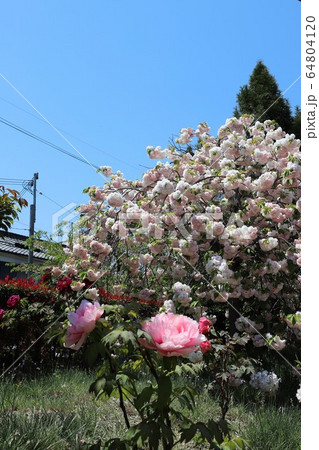 奈良　新家長福寺の八重桜 64804120