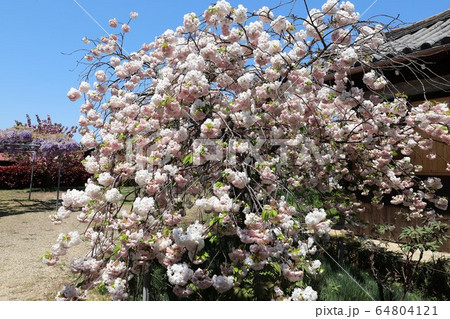 奈良　新家長福寺の八重桜 64804121