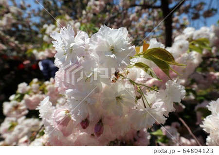 奈良　新家長福寺の八重桜 64804123