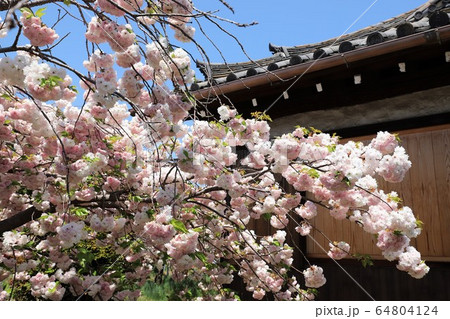 奈良　新家長福寺の八重桜 64804124