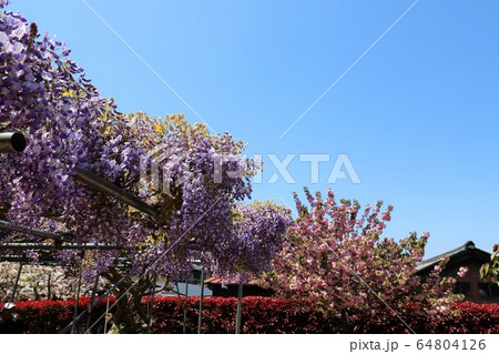 奈良 新家長福寺の八重桜 奈良 新家長福寺の八重桜 64804126