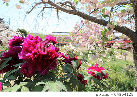 奈良　新家長福寺の八重桜 64804129
