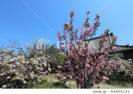 奈良　新家長福寺の八重桜 64804131