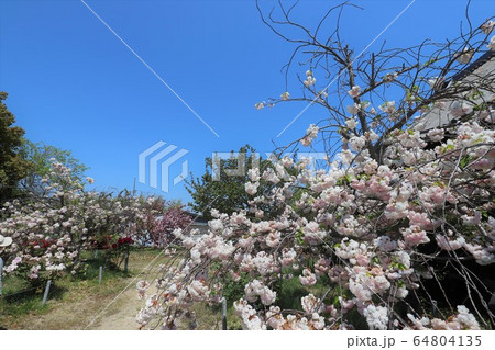 奈良　新家長福寺の八重桜 64804135