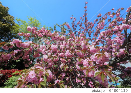 奈良 新家長福寺の八重桜 奈良 新家長福寺の八重桜 64804139