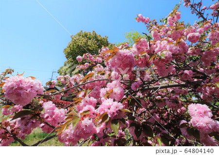 奈良　新家長福寺の八重桜 64804140