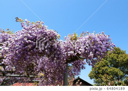 奈良　新家長福寺の八重桜 64804189