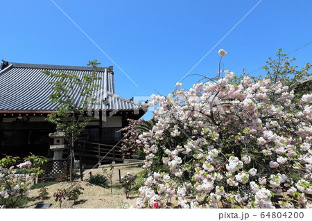 奈良　新家長福寺の八重桜 64804200