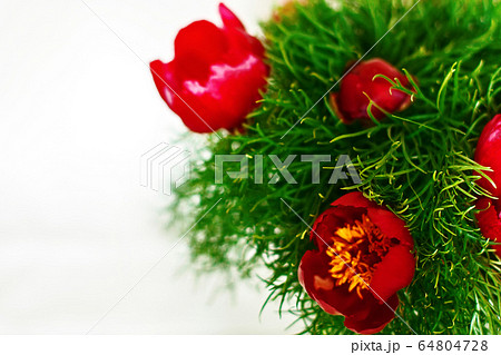 Mountain peony flowers Paeonia tenuifolia over white 64804728