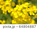 菜の花 64804887