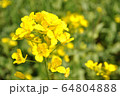 菜の花 64804888