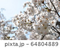 桜 64804889