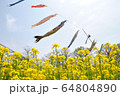 菜の花とこいのぼり 64804890