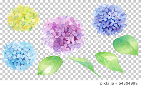 Hydrangea watercolor illustration, set of elements Hydrangea watercolor illustration, set of elements 64804999
