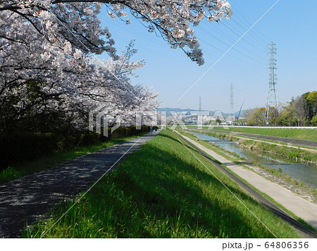 安威川と桜並木(大阪府茨木市) 64806356