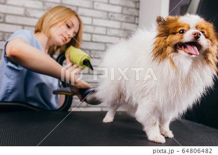 professional care of domestic animals 64806482