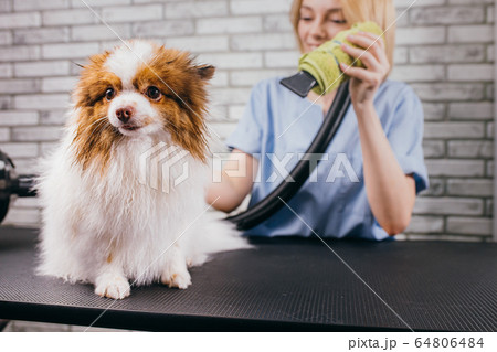 beautiful puppy at grooming salon 64806484