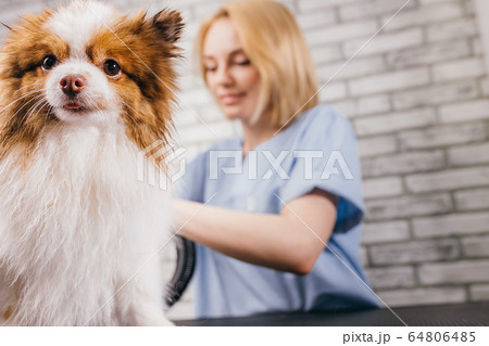 beautiful puppy in grooming salon 64806485