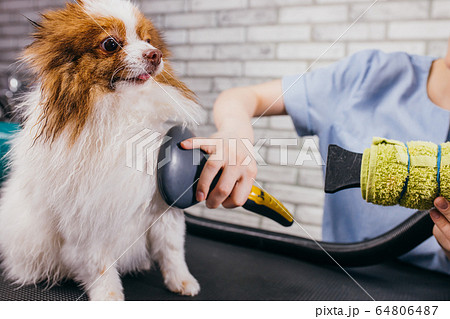 drying and combing wool of dog in grooming salon 64806487