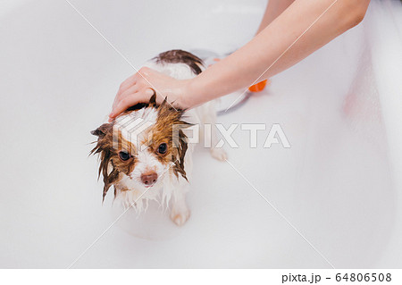 adorable dog getting bath 64806508