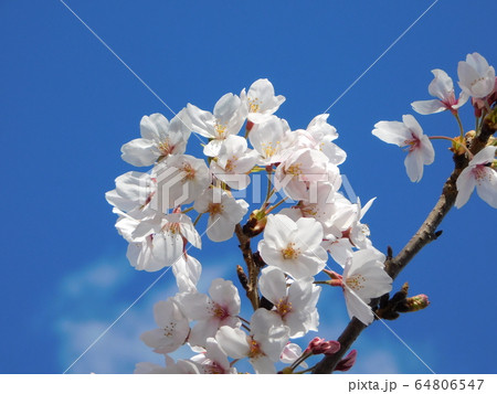 桜の花と青空 64806547