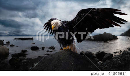 Bald Eagle sitting on a rock with Wings Wide Open on the Pacific Ocean Coast 64806614