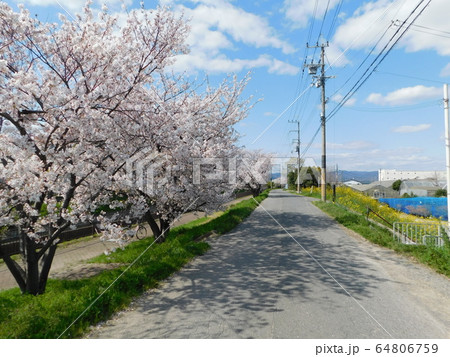 番田水路の土手の桜並木(大阪府高槻市) 番田水路の土手の桜並木(大阪府高槻市) 64806759