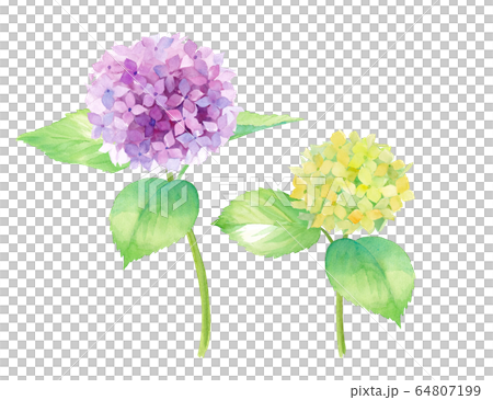紫と黄緑のあじさいの水彩イラスト（トレースベクター） 64807199