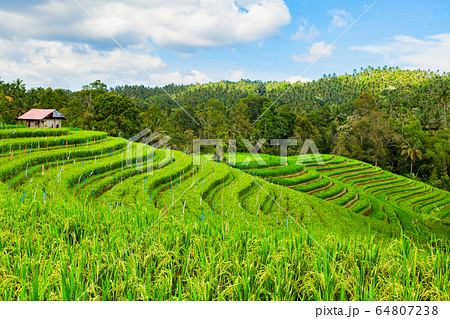 Beautiful view of green rice growing on tropical Beautiful view of green rice growing on tropical 64807238