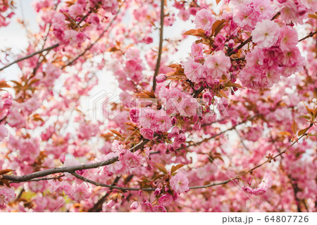 Sakura tree branches with flowers and sun Sakura tree branches with flowers and sun 64807726