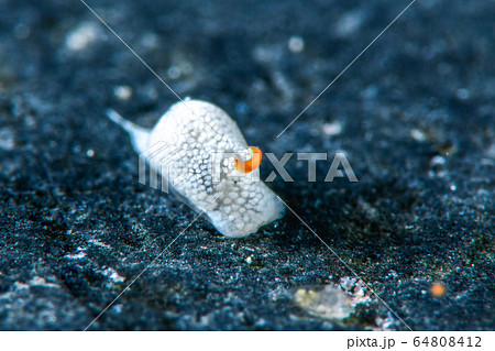 シロウミコチョウ シロウミコチョウ 64808412