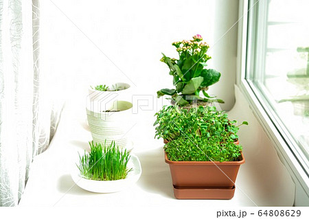Windowsill garden with microgreens. 64808629